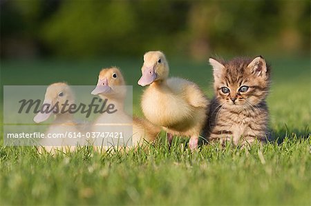 Trois canetons et chaton sur l'herbe