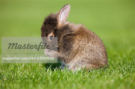 Un lapin assis sur l'herbe elle-même nettoyage