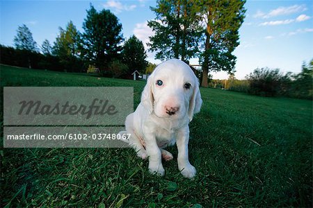 A white puppy on a lawn.