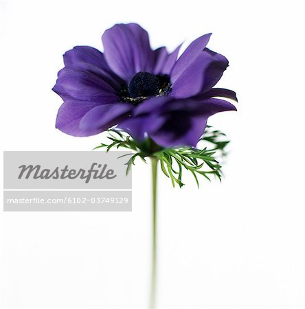 A purple anemone on a white background, close-up.