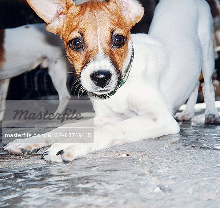 A curious Jack Russel puppy.