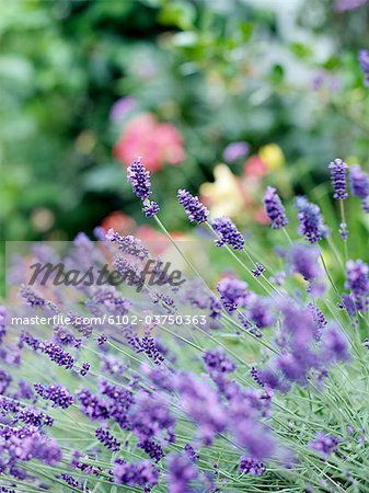 Flowering lavender.