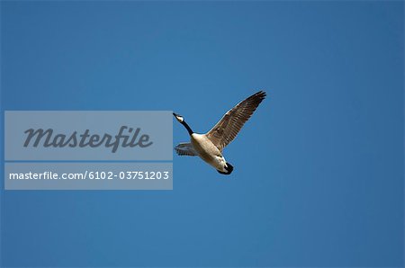 A flying bird and blue sky.