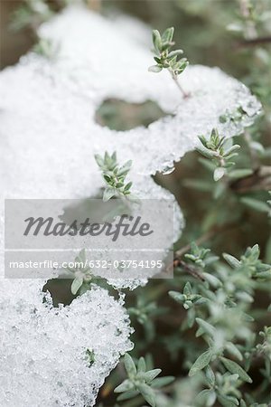 Snow on branches of thyme plant