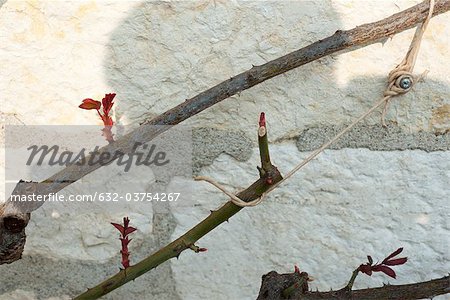 Leaf buds on branch tied to trellis