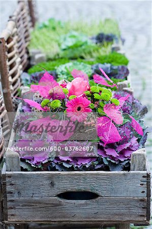 Planter, Salzburg, Austria