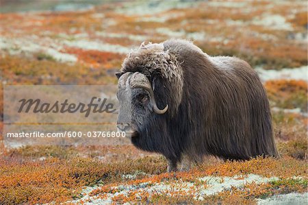 Musk Ox, Dovrefjell Sunndalsfjella National Park, Norway