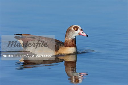 Egyptian Goose, Allemagne