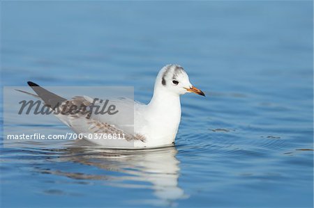 Black-headed Gull, Germany