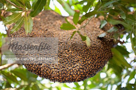 Giant Honey Bee Nest Hanging from Mango Tree