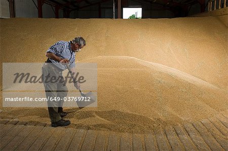 Farmer shoveling wheat in grain store
