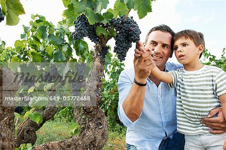 Père et fils, regardant les raisins