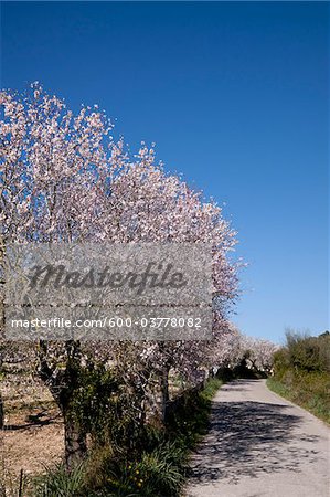 Amandiers en fleur, Majorque, Espagne