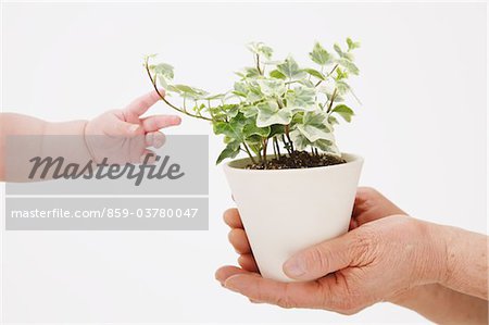 Menschliche Hände halten einen Blumentopf