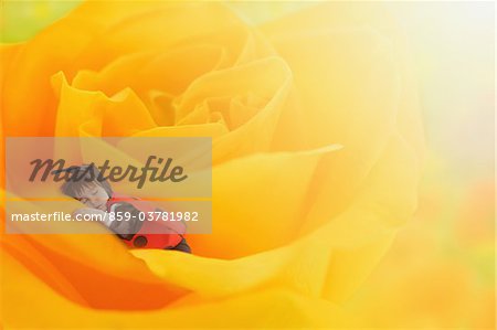 Junge gekleidet als Marienkäfer schlafen auf gelbe Rose Blumenbeet