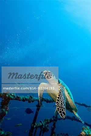 Hawksbill turtle on shipwreck