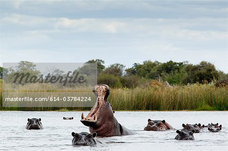 Belligerent hippo in river