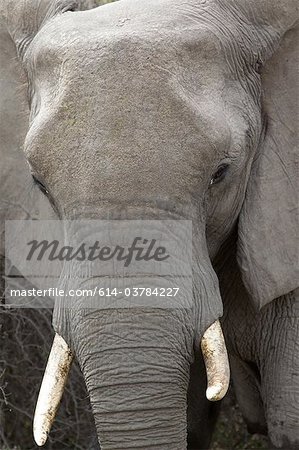 African elephant