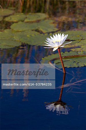 Water lily with reflection