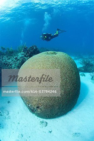 Scuba diver on coral reef