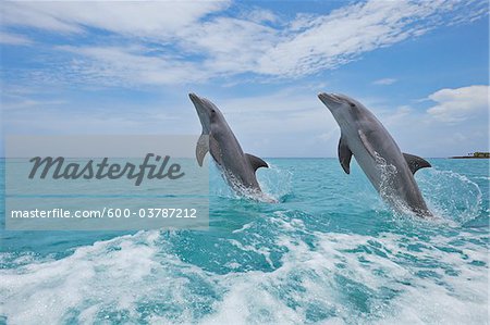 Common Bottlenose Dolphins Jumping out of Water, Caribbean Sea, Roatan, Bay Islands, Honduras Common Bottlenose Dolphins Jumping out of Water, Caribbean Sea, Roatan, Bay Islands, Honduras
