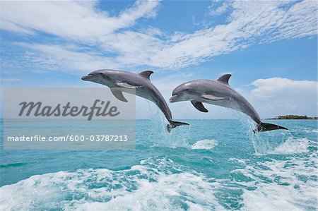 Commune grands dauphins sautant en l'Air, mer des Caraïbes, Roatan, Bay Islands, Honduras