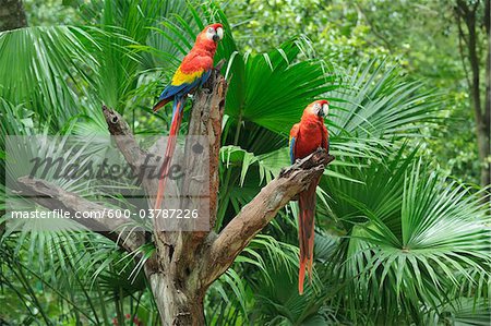 Scarlet Macaws on Tree Stump, Roatan, Bay Islands, Honduras