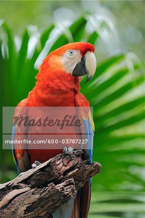 Potrait de Scarlet Macaw, Roatan, Bay Islands, Honduras