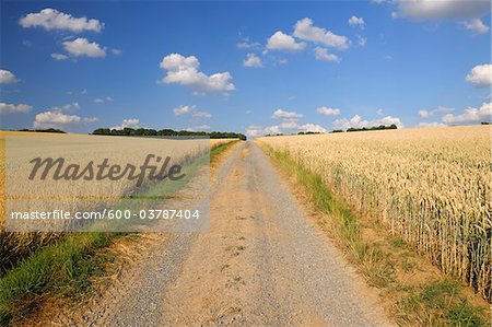 Path Between Wheat Fields, Marktheidenfeld, Franconia, Bavaria, Germany