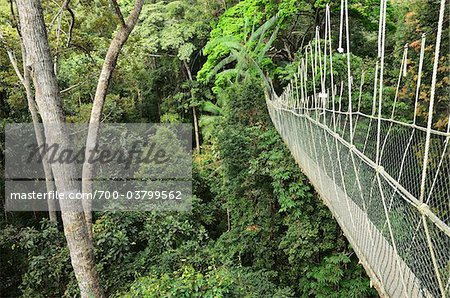Canopy Walk, Taman Negara National Park, Pahang, Malaysia Canopy Walk, Taman Negara National Park, Pahang, Malaysia