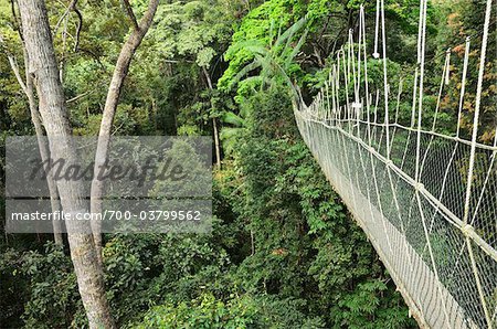 Couvert à pied, le Parc National Taman Negara Pahang, Malaisie