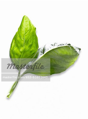 basil