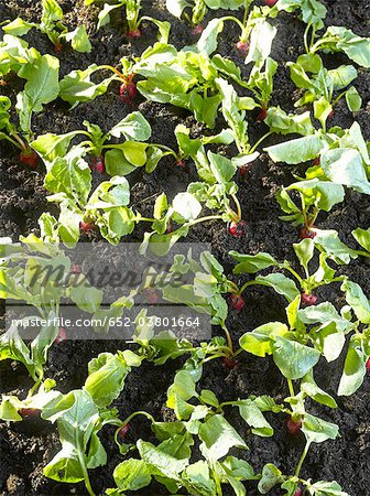 Radishes in earth