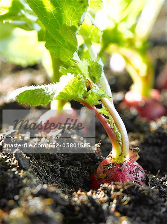 Radishes in earth