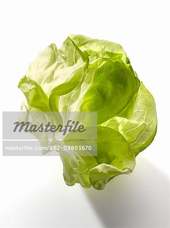 Feuille de laitue Feuille de laitue