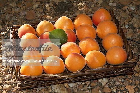 Panier d'abricots