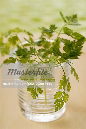 Chervil in a glass of water