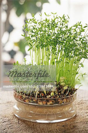 Lentil shoots,mungo bean shoots and alfafa