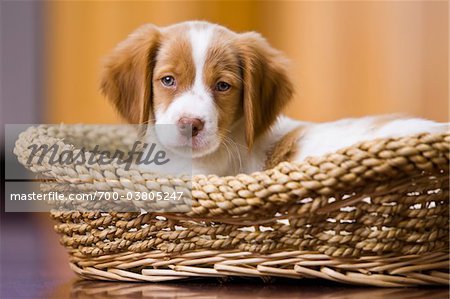 8 Wochen Alte Brittany Spaniel Welpe Stockbilder Masterfile Lizenzpflichtiges Kunstlerverzeichnis Jim Craigmyle Bildnummer 700 03805247