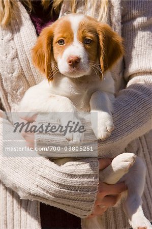 Frau Halt 8 Wochen Alten Brittany Spaniel Welpe Stockbilder Masterfile Lizenzpflichtiges Kunstlerverzeichnis Jim Craigmyle Bildnummer 700 03805251