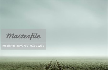 Pistes traversent le champ de l'agriculteur brumeux