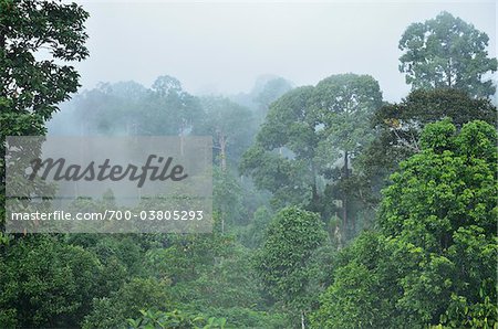Forêt tropicale, Sepilok Rainforest Discovery Center, Sabah, Borneo, Malaisie Forêt tropicale, Sepilok Rainforest Discovery Center, Sabah, Borneo, Malaisie