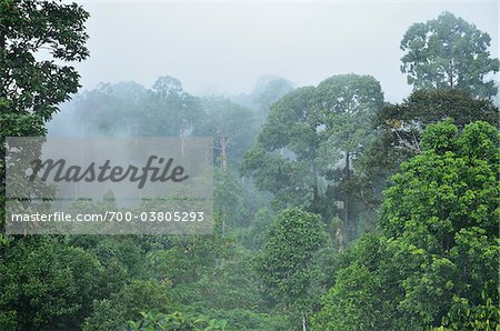 Forêt tropicale, Sepilok Rainforest Discovery Center, Sabah, Borneo, Malaisie