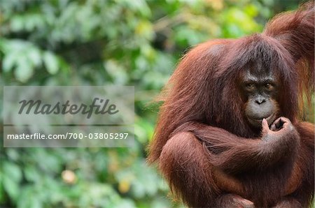 Orang-Utan, Lok Kawi Wildlife Park, Sabah, Borneo, Malaysia