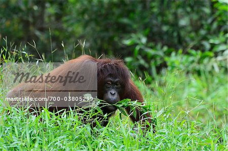 Orang-outan, Lok Kawi Wildlife Park, Sabah, Borneo, Malaisie