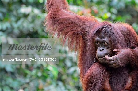 Orangutan, Lok Kawi Wildlife Park, Sabah, Borneo, Malaysia