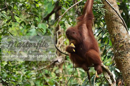 Orang-outan manger, réserve de faune Semenggoh, Sarawak, Bornéo, Malaisie