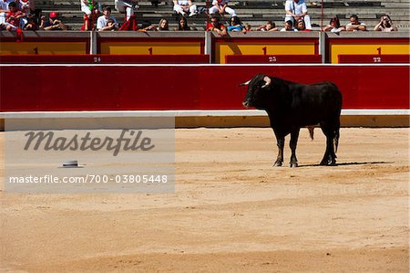 Bull in Bullring, Fiesta de San Fermin, Pamplona, Navarre, Spain