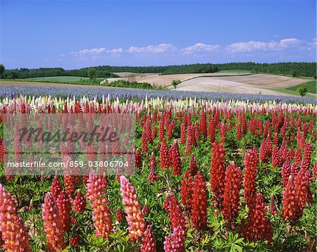 Biei, Hokkaido, Japan