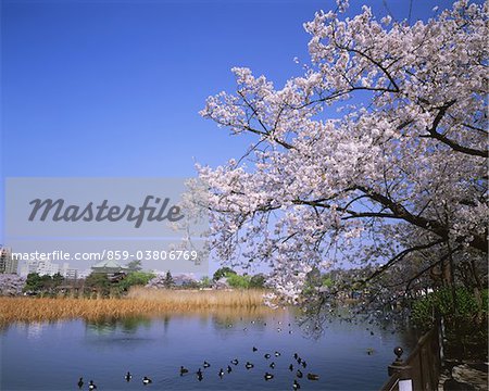 Parc d'Ueno Onshi, Tokyo, Japon